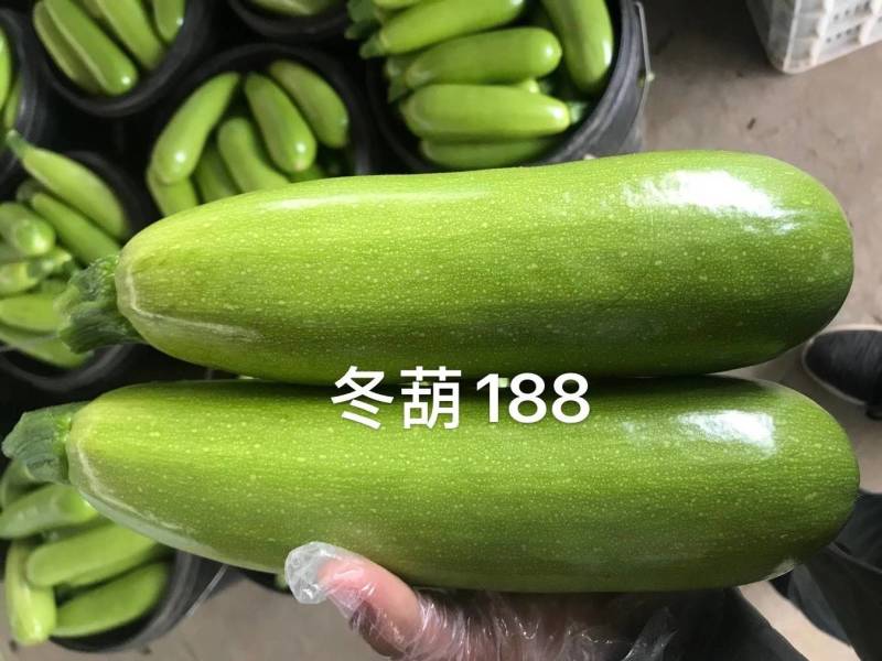 冬葫188西葫芦种子越冬耐寒耐低温翠绿油亮抗病茄瓜