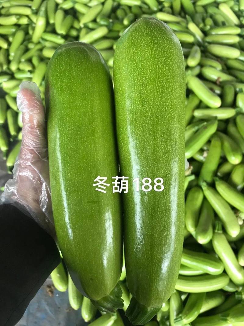 冬葫188西葫芦种子越冬耐寒耐低温翠绿油亮抗病茄瓜