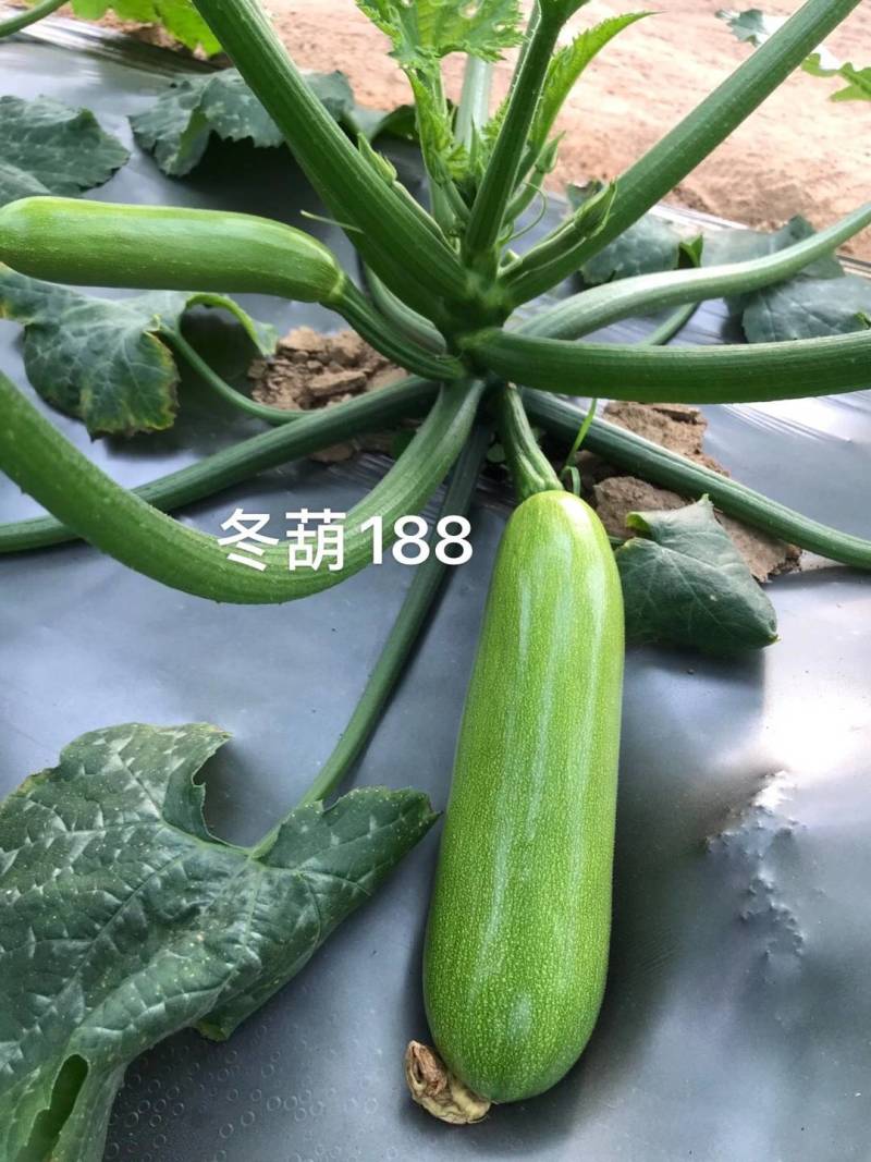 冬葫188西葫芦种子越冬耐寒耐低温翠绿油亮抗病茄瓜