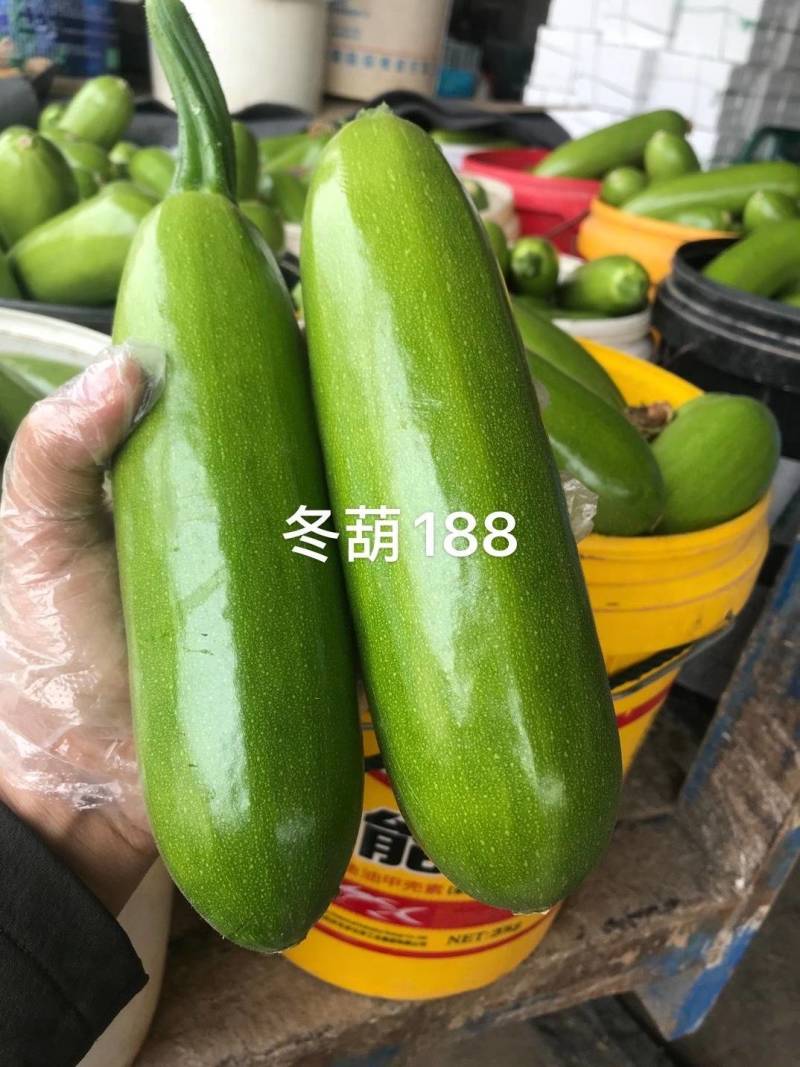 冬葫188西葫芦种子越冬耐寒耐低温翠绿油亮抗病茄瓜