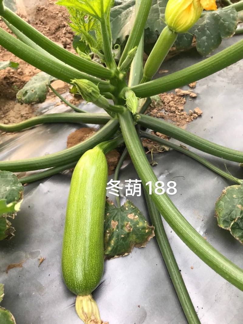 冬葫188西葫芦种子越冬耐寒耐低温翠绿油亮抗病茄瓜