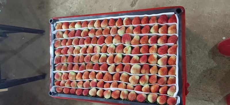 云南夏季草莓，自己家农场种植，全国发货，品质优良