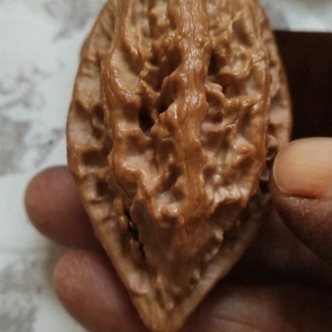 野生秋子