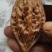 野生秋子