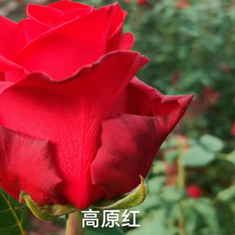 希少レア☆一期一会イチゴイチエ薔薇苗開花株バラ - 鉢植え