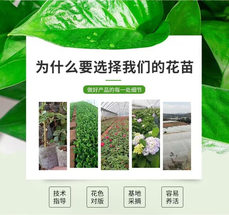 基地直供【高原红】玫瑰苗大花红玫瑰裸根扦插苗四季开花