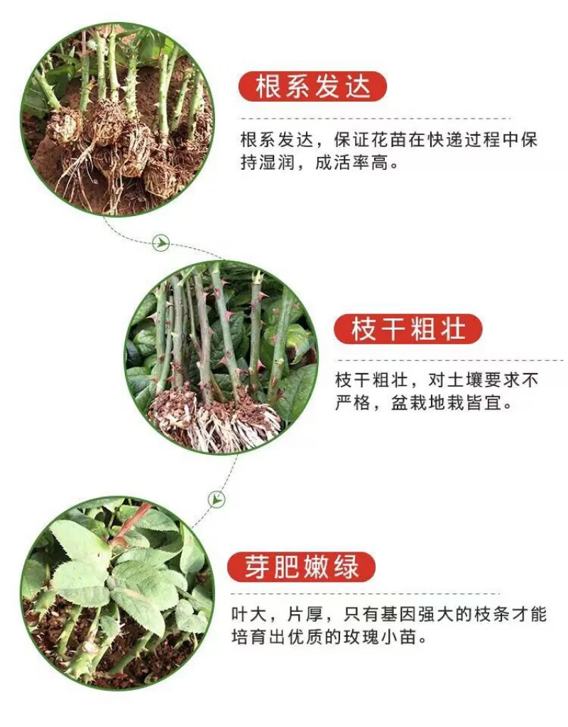 基地直供【高原红】玫瑰苗大花红玫瑰裸根扦插苗四季开花