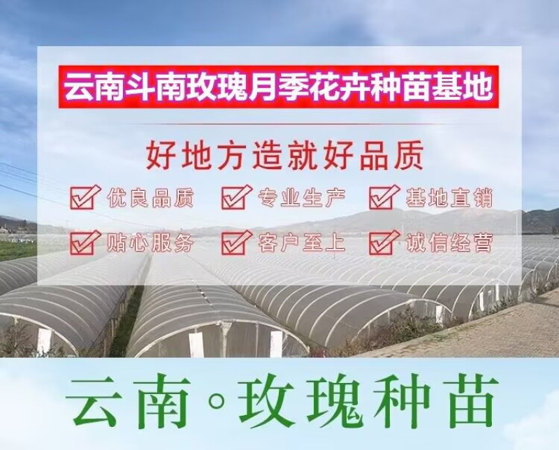 基地直供【高原红】玫瑰苗大花红玫瑰裸根扦插苗四季开花