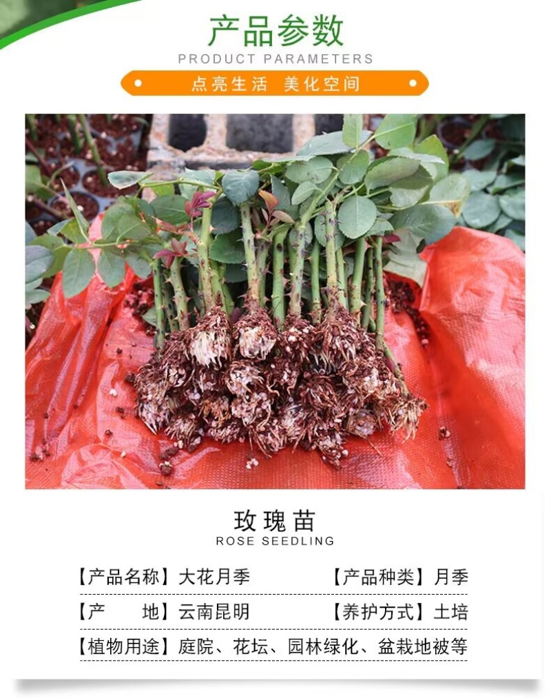 基地直供【高原红】玫瑰苗大花红玫瑰裸根扦插苗四季开花