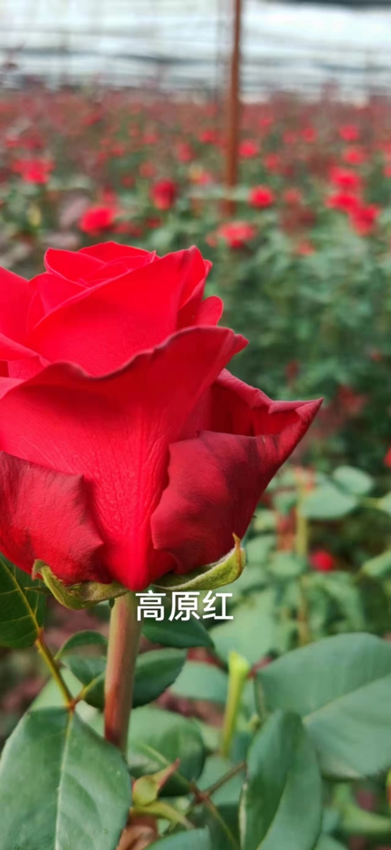 基地直供【高原红】玫瑰苗大花红玫瑰裸根扦插苗四季开花