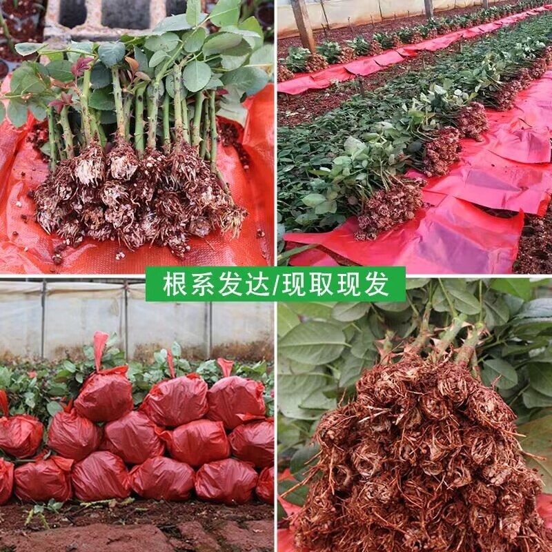 基地直供【高原红】玫瑰苗大花红玫瑰裸根扦插苗四季开花