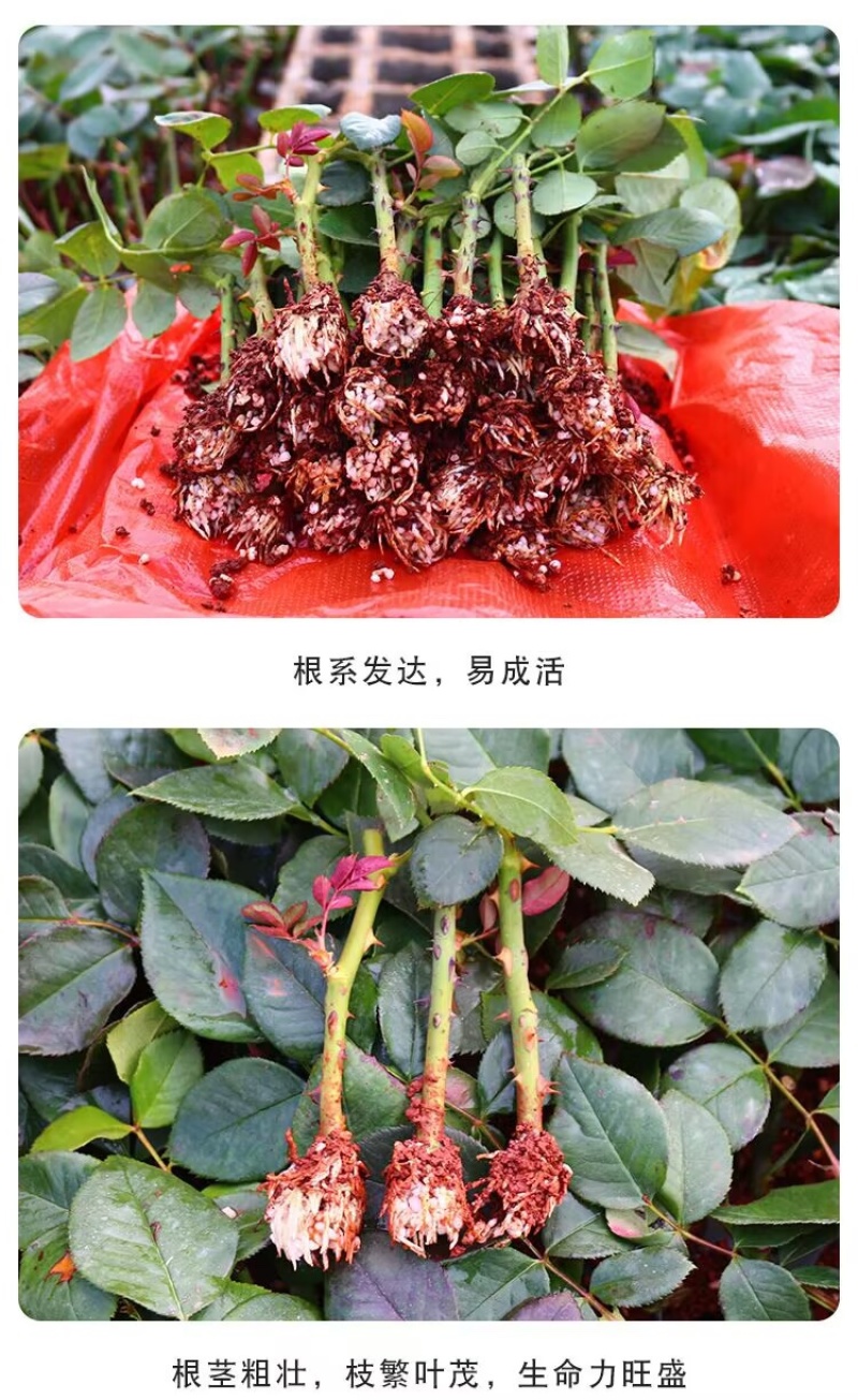 基地直供【高原红】玫瑰苗大花红玫瑰裸根扦插苗四季开花