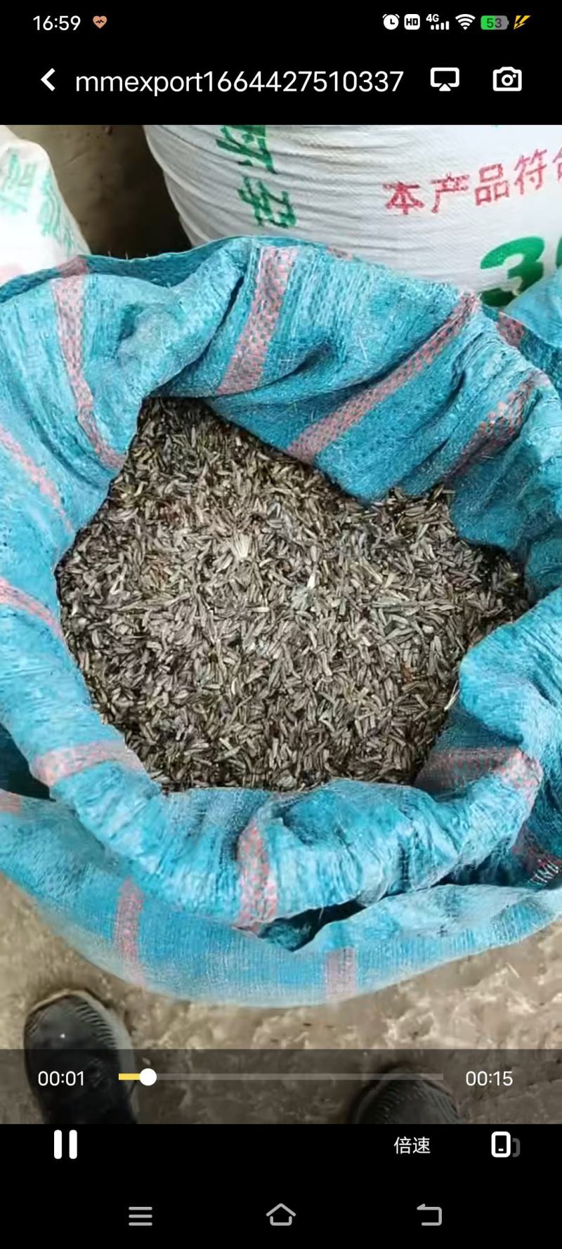 云木香籽