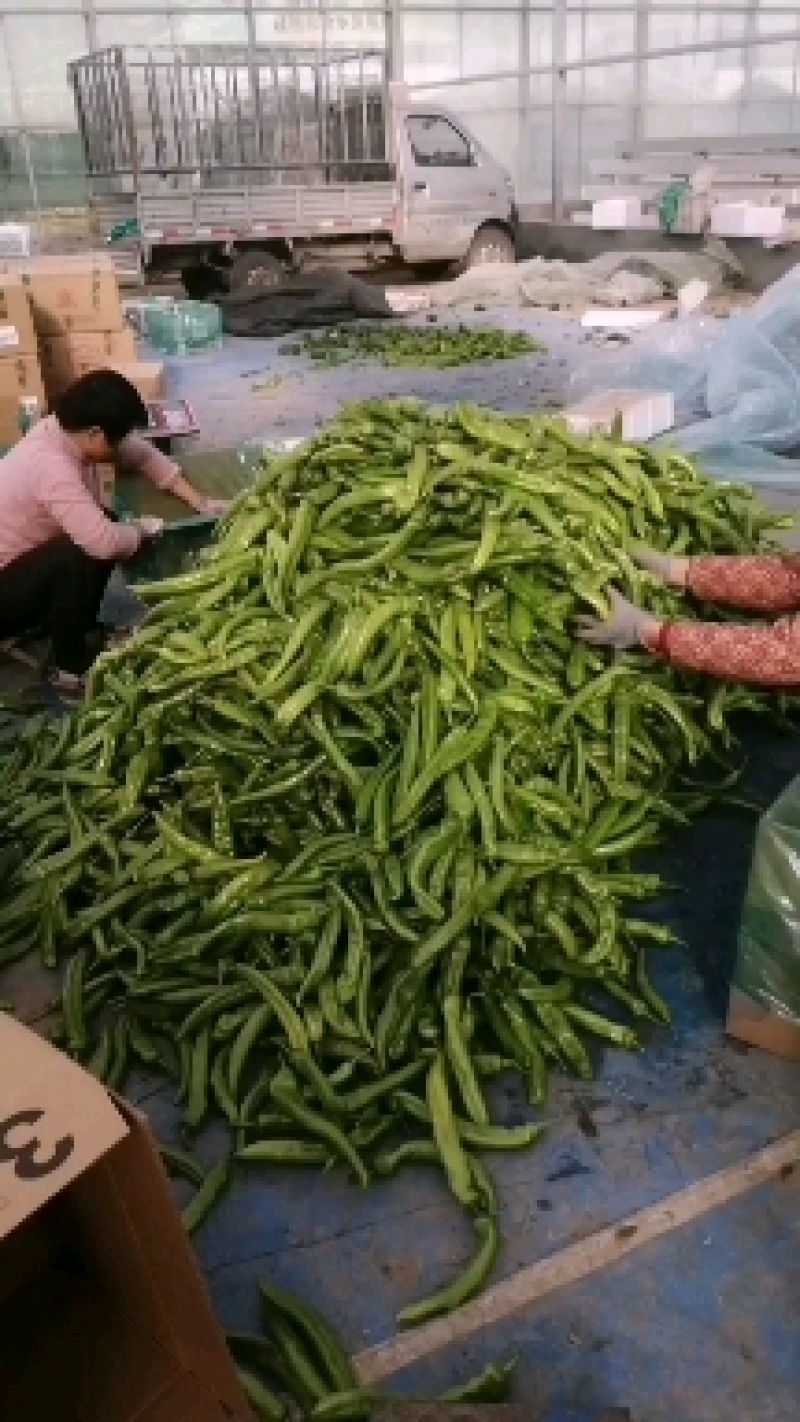 山东青州原产地，尖椒，圆椒，龙椒，辣妹子。麻辣，杭椒。货