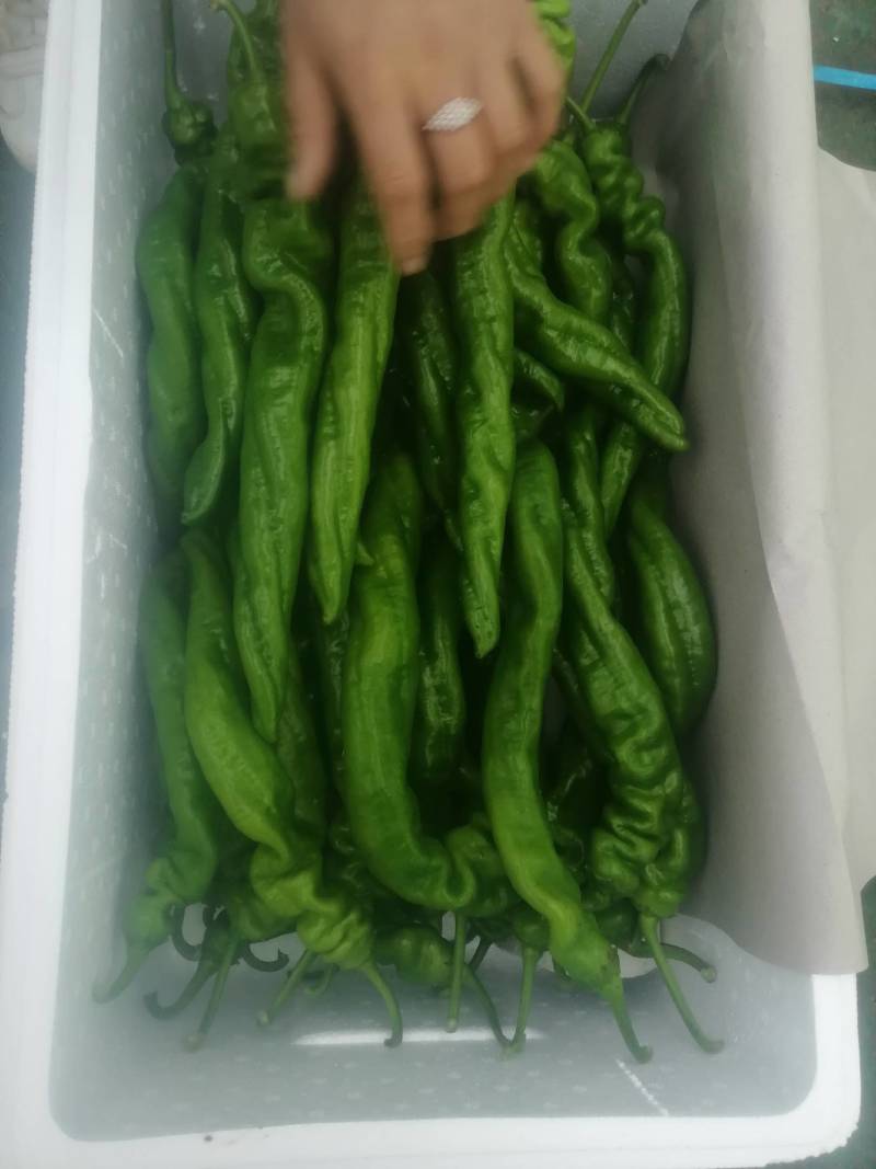 山东青州原产地，尖椒，圆椒，龙椒，辣妹子。麻辣，杭椒。货