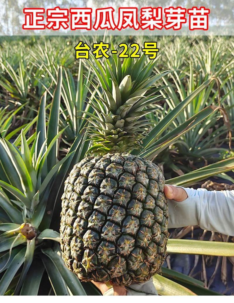 西瓜凤梨苗新品种台农22号大果十几斤一个产量非常高