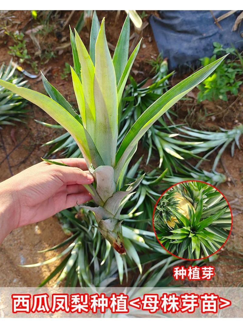 西瓜凤梨苗新品种台农22号大果十几斤一个产量非常高