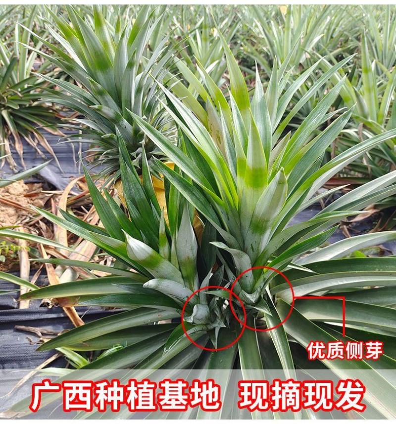 西瓜凤梨苗新品种台农22号大果十几斤一个产量非常高