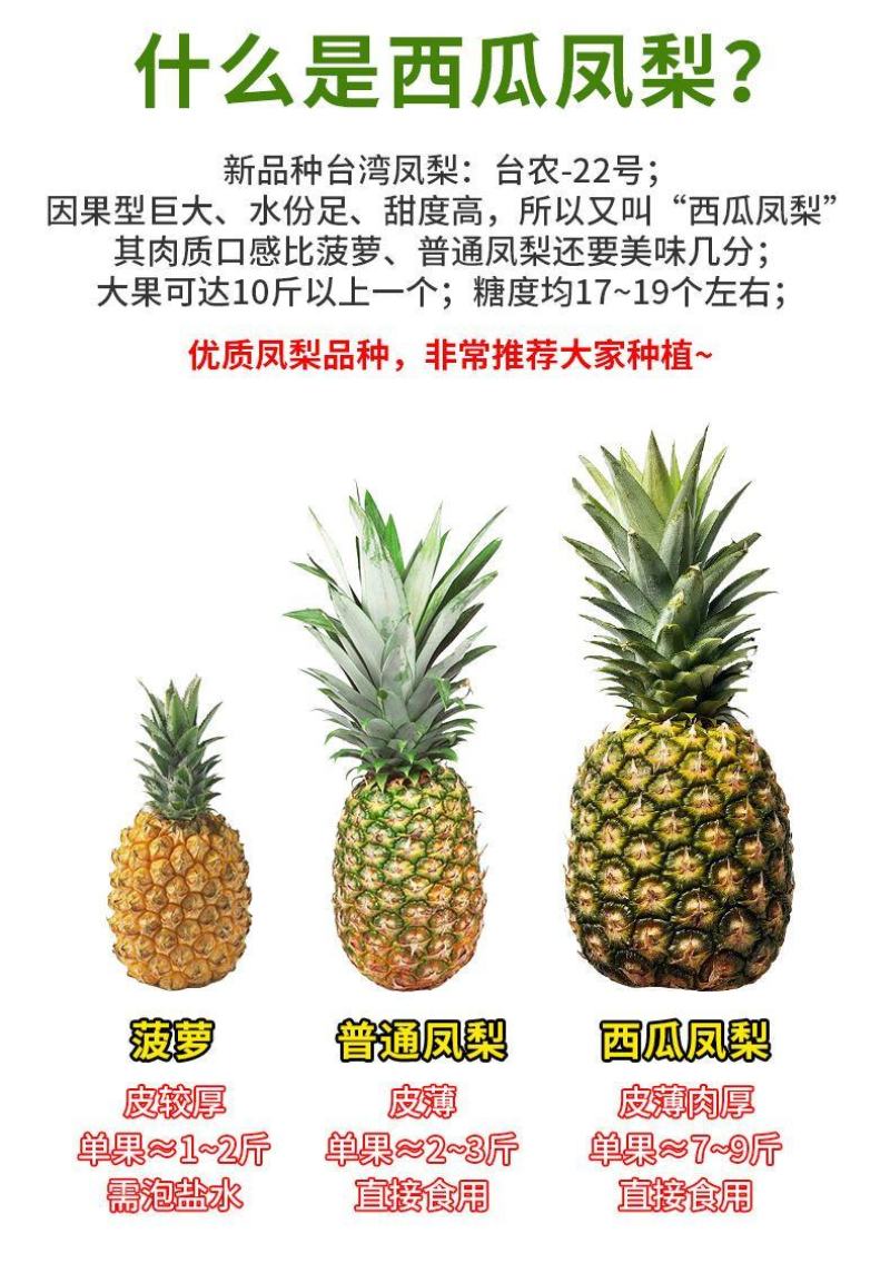西瓜凤梨苗新品种台农22号大果十几斤一个产量非常高