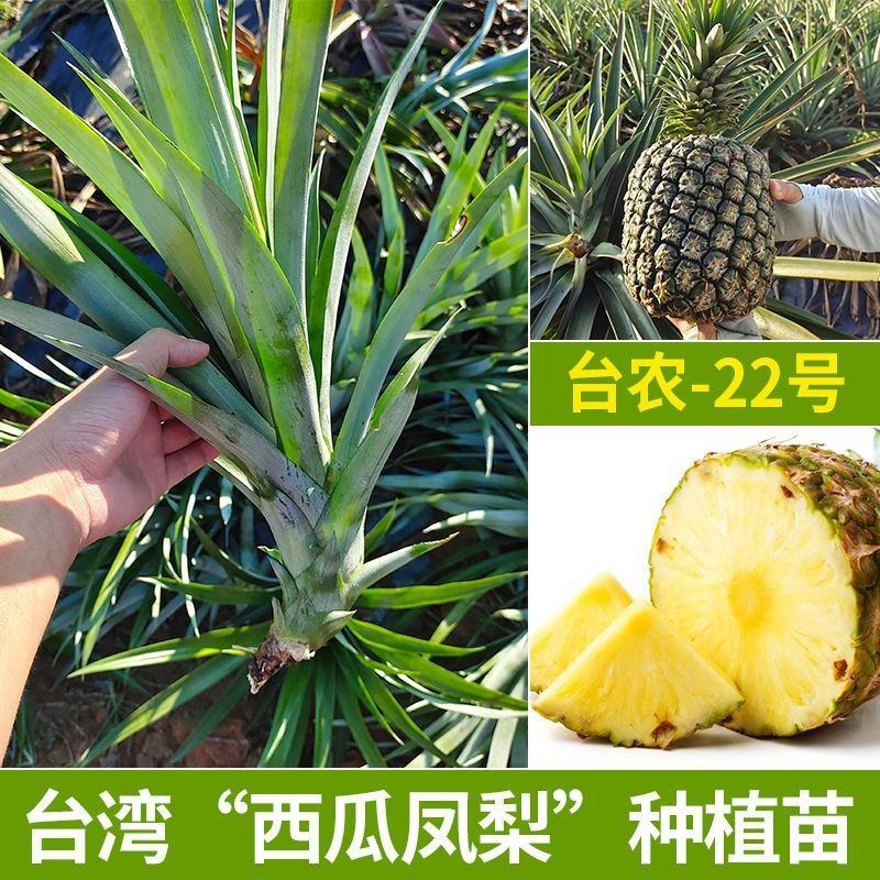 西瓜凤梨苗新品种台农22号大果十几斤一个产量非常高