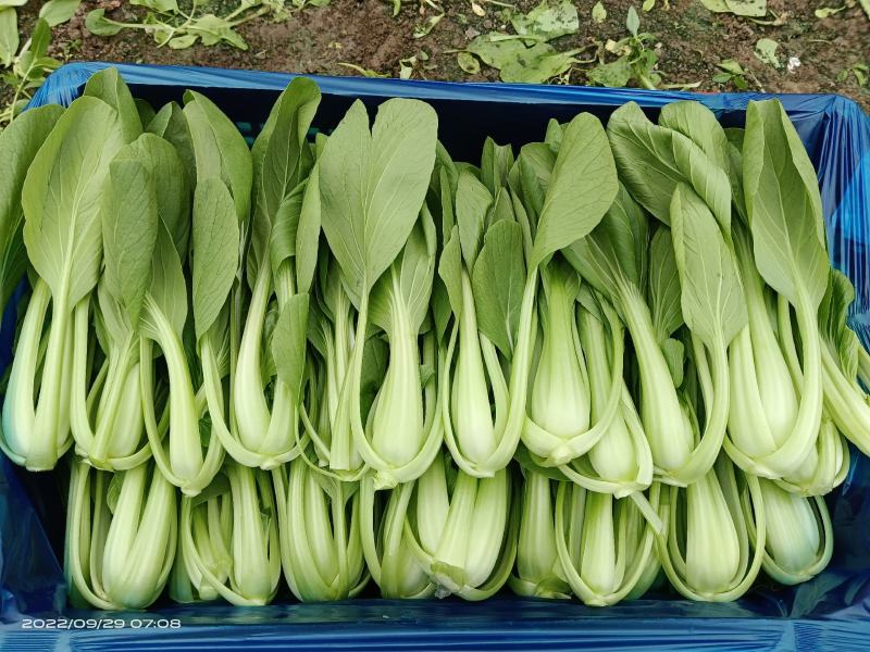 精品青菜，快菜，大量上市