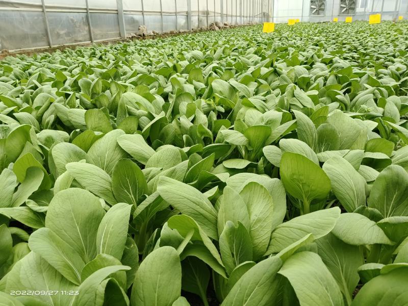 精品青菜，快菜，大量上市