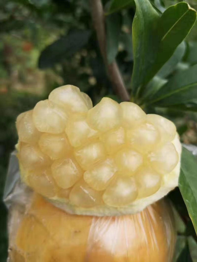 怀远石榴新鲜白花玉石籽皮薄肉肥正宗特产当季水果10斤整箱