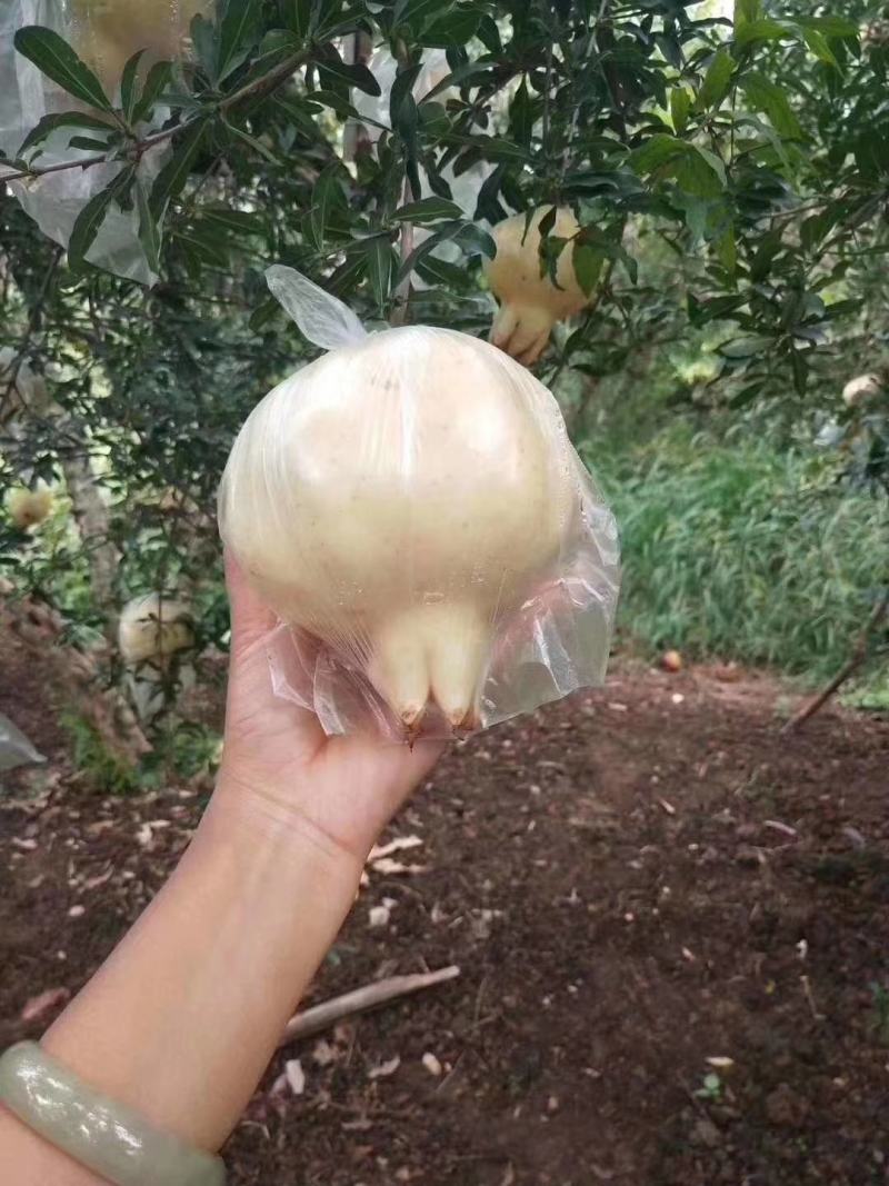 怀远石榴新鲜白花玉石籽皮薄肉肥正宗特产当季水果10斤整箱