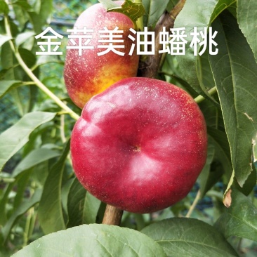 蟠桃苗，金苹美油蟠桃苗黄肉丰产不易裂果免套袋风味浓甜
