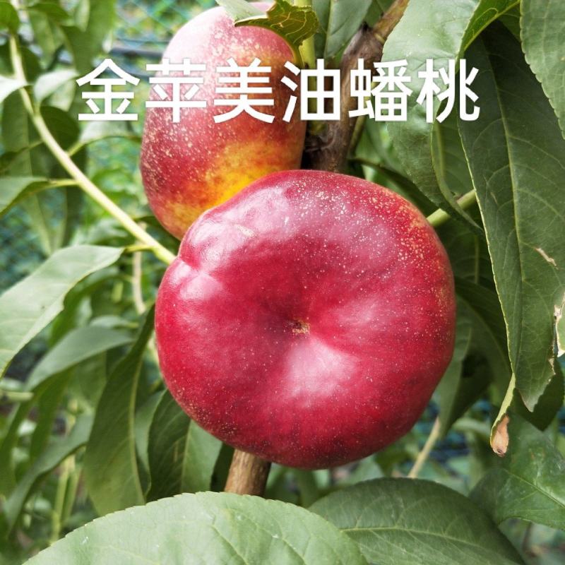 蟠桃苗，金苹美油蟠桃苗黄肉丰产不易裂果免套袋风味浓甜