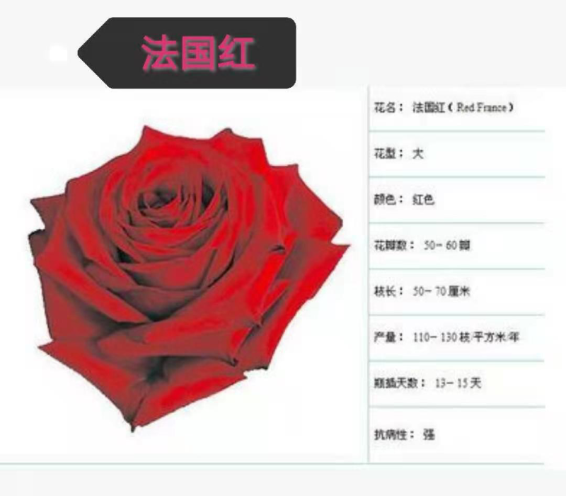基地直供【法国红】品种月季又名法兰西月季花苗四季开花