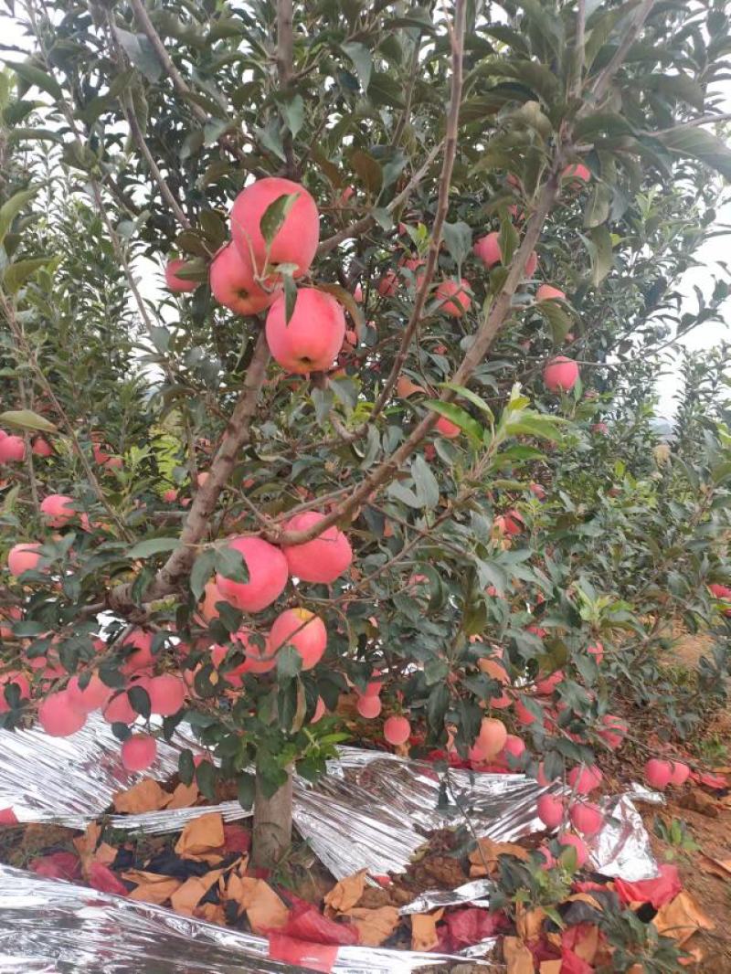 绥中苹果
