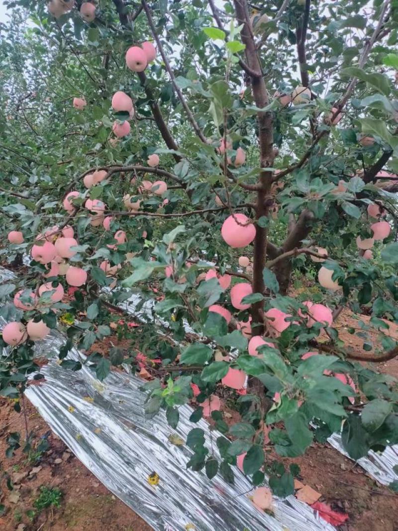 绥中苹果