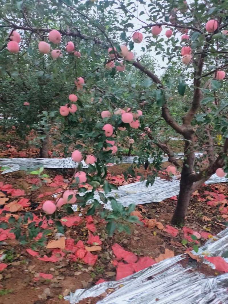 绥中苹果