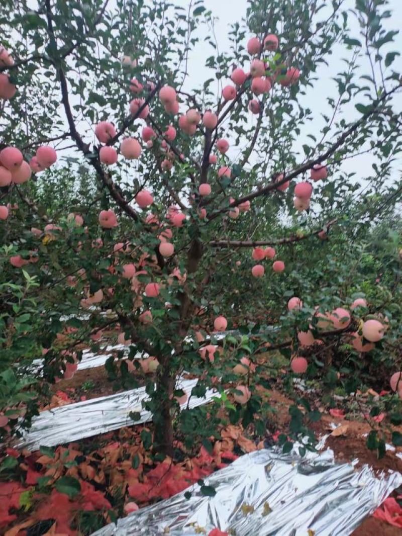 绥中苹果