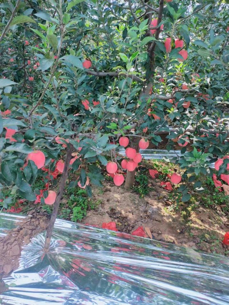 绥中苹果