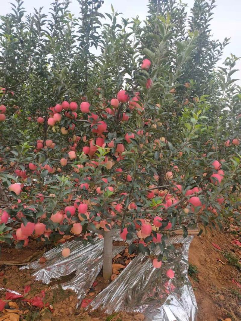 绥中苹果