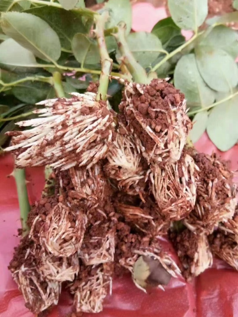 基地直供【法国红】品种月季又名法兰西月季花苗四季开花