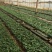 基地直供【法国红】品种月季又名法兰西月季花苗四季开花