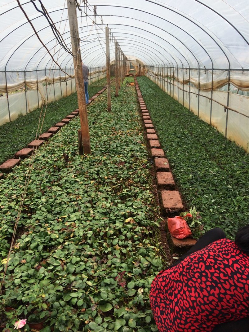 基地直供【法国红】品种月季又名法兰西月季花苗四季开花
