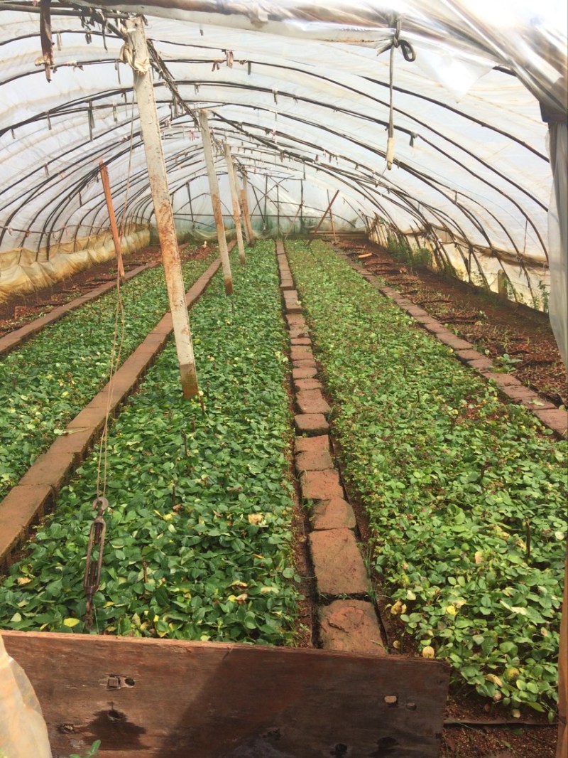 基地直供【法国红】品种月季又名法兰西月季花苗四季开花
