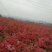 黄杜鹃映山红一手货源