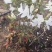 黄杜鹃映山红一手货源