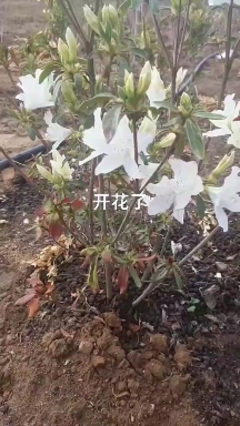 黄杜鹃映山红一手货源