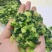 优质速冻青菜大量有货，产地一手货源，欢迎联系