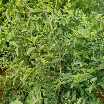 药用酸枣苗