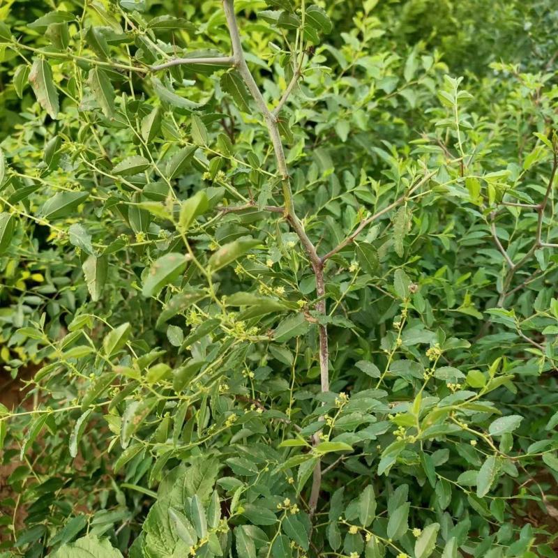 药用酸枣苗