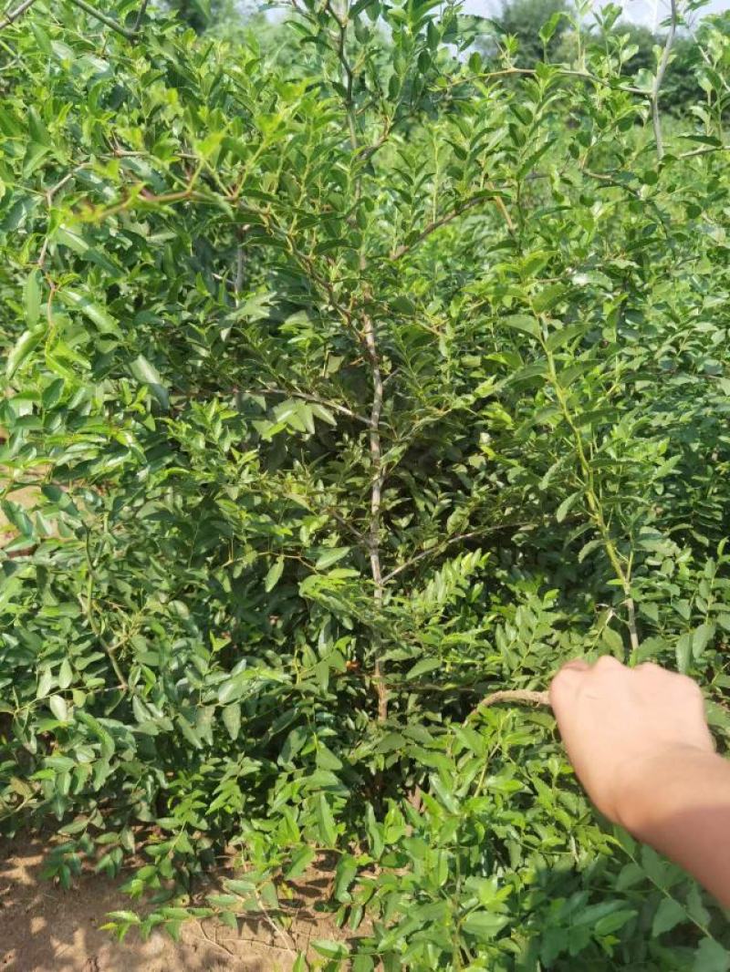药用酸枣苗