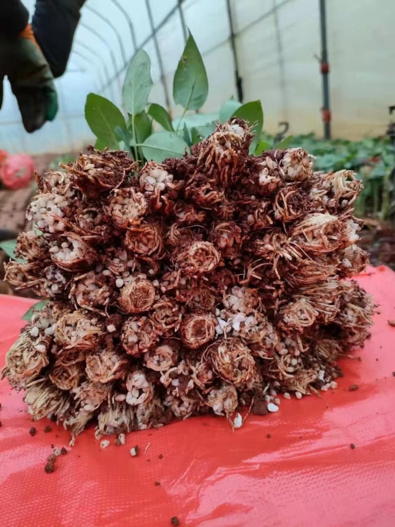云南基地直供大花香水玫瑰苗【粉荔枝】裸根扦插小苗四季开花