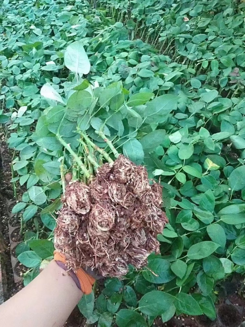 云南基地直供大花香水玫瑰苗【粉荔枝】裸根扦插小苗四季开花